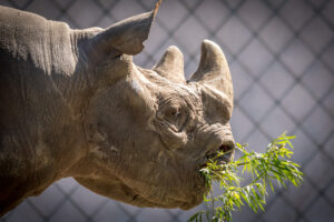 024-2019-06-01 Blijdorp zoo