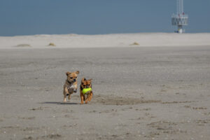 025-2018-03-31 Puppy shoot op de Zandmotor
