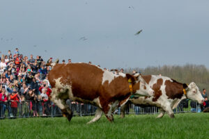 025-2018-04-15 Dansende Koeien