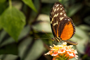 025-2019-04-07 Vlinders aan de Vliet