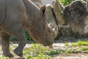 025-2019-06-01 Blijdorp zoo