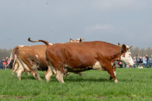 026-2018-04-15 Dansende Koeien