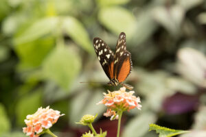 026-2019-04-07 Vlinders aan de Vliet