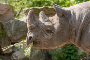 026-2019-06-01 Blijdorp zoo