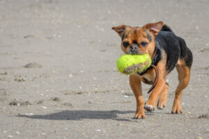 027-2018-03-31 Puppy shoot op de Zandmotor