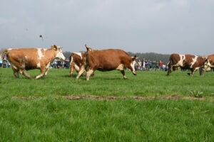 027-2018-04-15 Dansende Koeien
