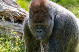027-2019-06-01 Blijdorp zoo