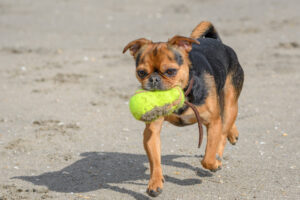 028-2018-03-31 Puppy shoot op de Zandmotor