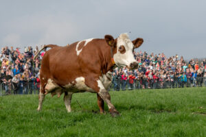 028-2018-04-15 Dansende Koeien