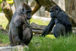 028-2019-06-01 Blijdorp zoo