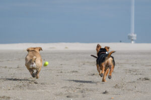 029-2018-03-31 Puppy shoot op de Zandmotor