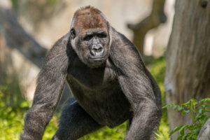 029-2019-06-01 Blijdorp zoo