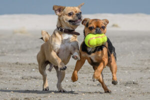 030-2018-03-31 Puppy shoot op de Zandmotor