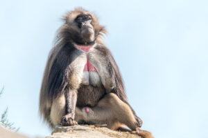030-2019-06-01 Blijdorp zoo