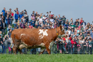 031-2018-04-15 Dansende Koeien