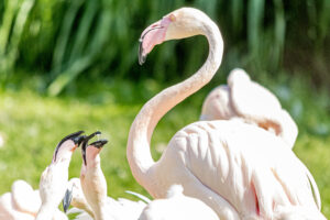 031-2019-06-01 Blijdorp zoo