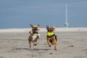 032-2018-03-31 Puppy shoot op de Zandmotor