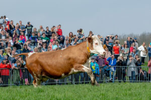 032-2018-04-15 Dansende Koeien