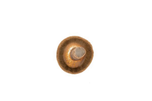 032-2019-02-10 Stilleven en fruit