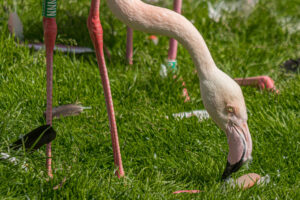 032-2019-06-01 Blijdorp zoo