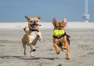 033-2018-03-31 Puppy shoot op de Zandmotor