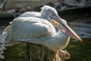033-2019-06-01 Blijdorp zoo