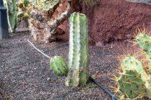 033-2019-12-09 Weekje Lanzarote