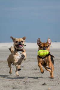 034-2018-03-31 Puppy shoot op de Zandmotor