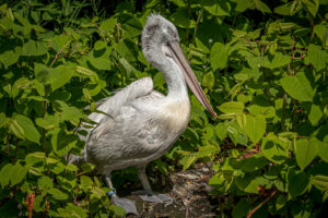 034-2019-06-01 Blijdorp zoo