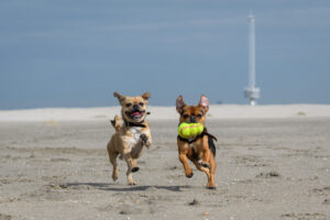 035-2018-03-31 Puppy shoot op de Zandmotor