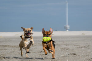 036-2018-03-31 Puppy shoot op de Zandmotor