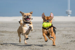 037-2018-03-31 Puppy shoot op de Zandmotor