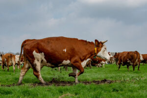 037-2018-04-15 Dansende Koeien