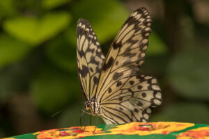 037-2019-04-07 Vlinders aan de Vliet