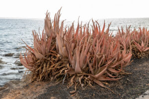 037-2019-12-09 Weekje Lanzarote