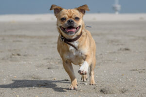 038-2018-03-31 Puppy shoot op de Zandmotor