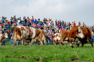 038-2018-04-15 Dansende Koeien