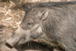 038-2019-06-01 Blijdorp zoo