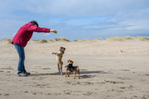 039-2018-03-31 Puppy shoot op de Zandmotor