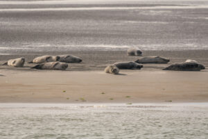039-2018-09-27 Ameland