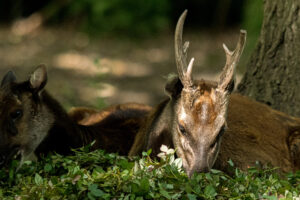 039-2019-06-01 Blijdorp zoo