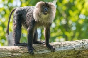 040-2019-06-01 Blijdorp zoo