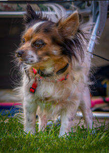 040-2019-09-14 Camping Stinkfiets