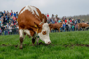 041-2018-04-15 Dansende Koeien