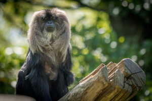 041-2019-06-01 Blijdorp zoo