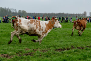 042-2018-04-15 Dansende Koeien