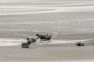 042-2018-09-27 Ameland