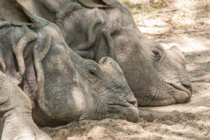 042-2019-06-01 Blijdorp zoo