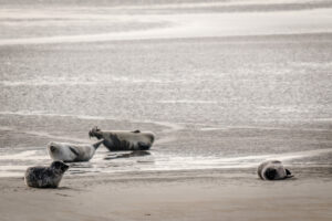 043-2018-09-27 Ameland