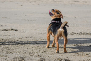 044-2018-03-31 Puppy shoot op de Zandmotor